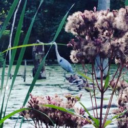 Bird on plant by water