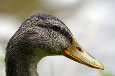 Close-up of bird