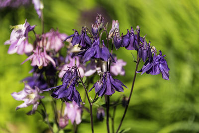 Close-up of purple flowering plant