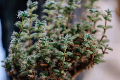 plant