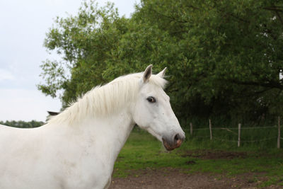 Close-up of white horse on field against sky