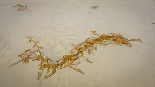 High angle view of dried plant on sand