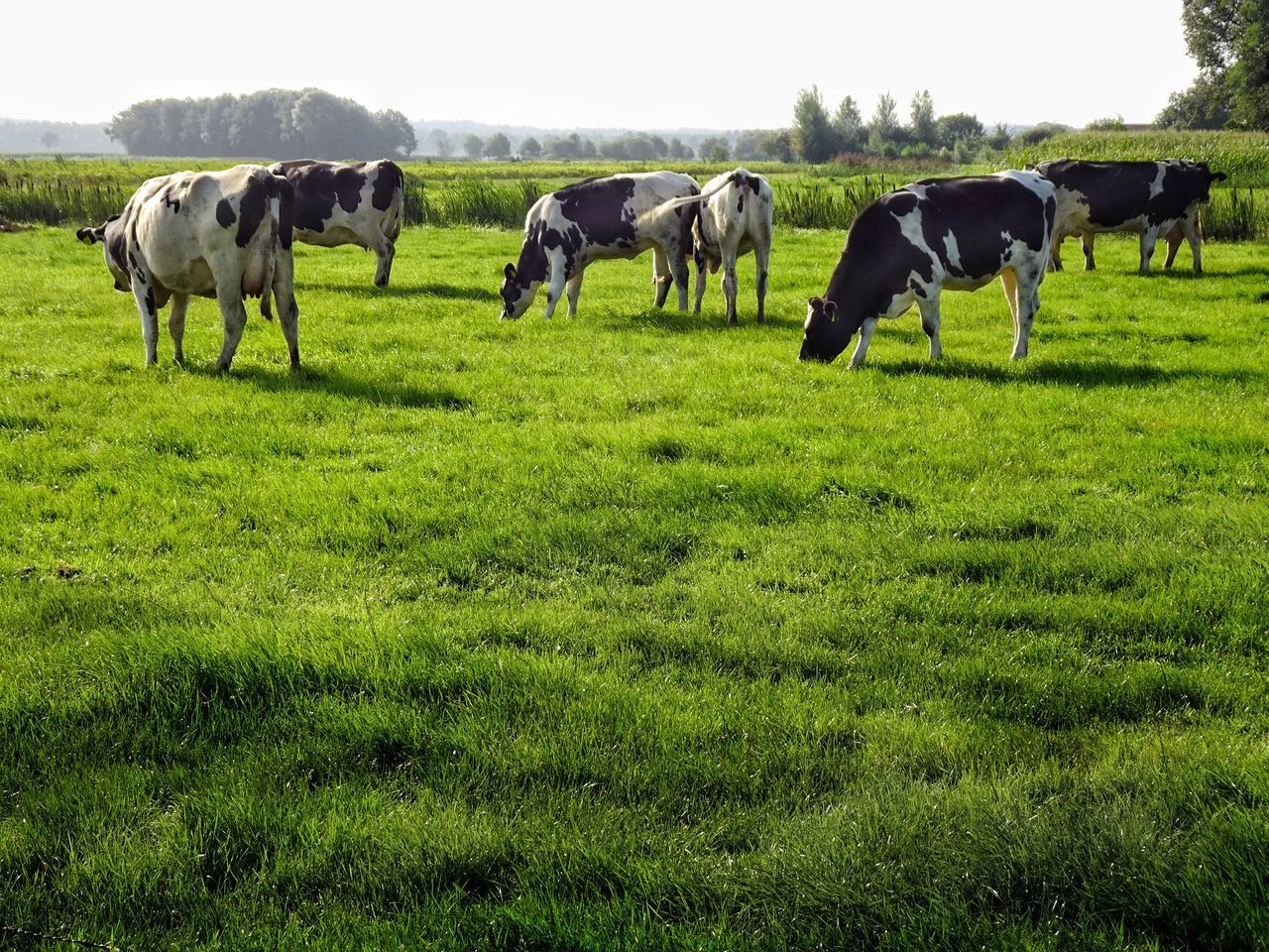 HORSES GRAZING IN FIELD