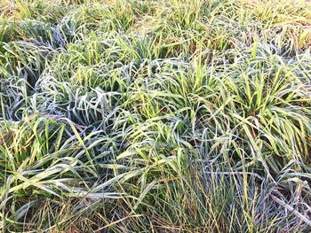 Full frame shot of plants growing in field