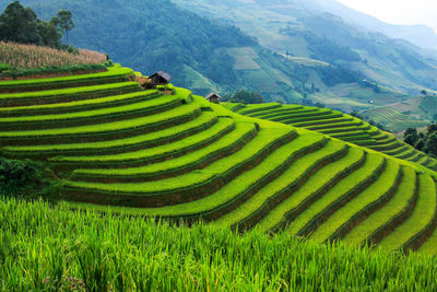 Rice fields on terraced in rainny season at mu cang chai, yen bai, northwest vietnam