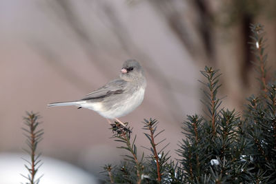 Junco on a branch