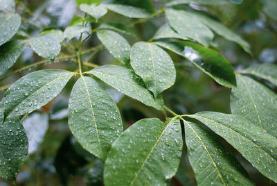 Close-up of wet leaves
