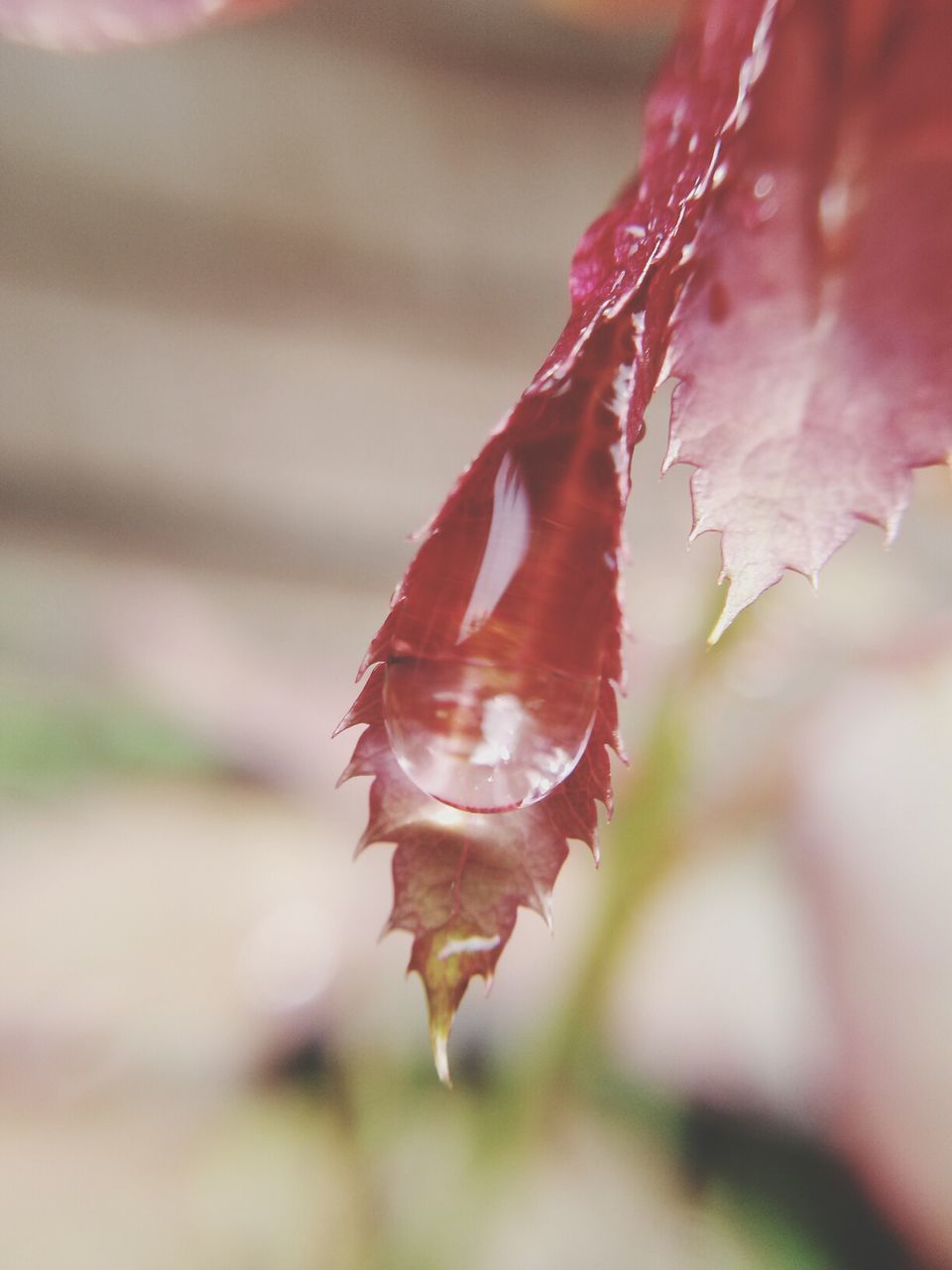 close-up, insect, focus on foreground, flower, fragility, selective focus, animals in the wild, freshness, wildlife, nature, animal themes, one animal, beauty in nature, petal, red, pink color, growth, day, outdoors, plant