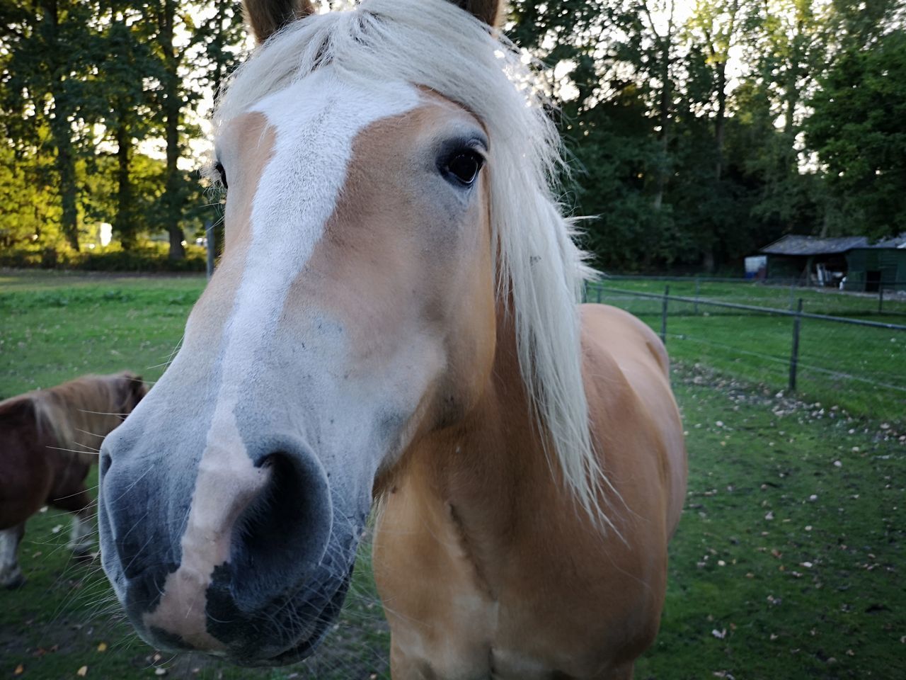 HORSE IN RANCH