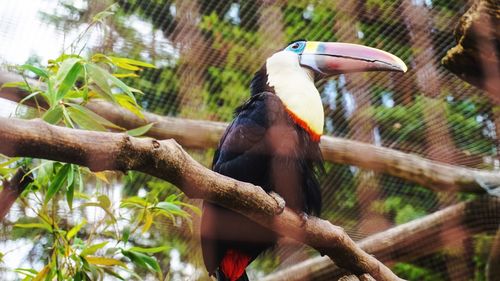 Low angle view of toucan perching on tree at zoo