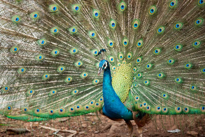 Close-up of peacock