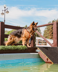 German shepherd before jumping into the water. a large dog at a swimming competition in the pool.