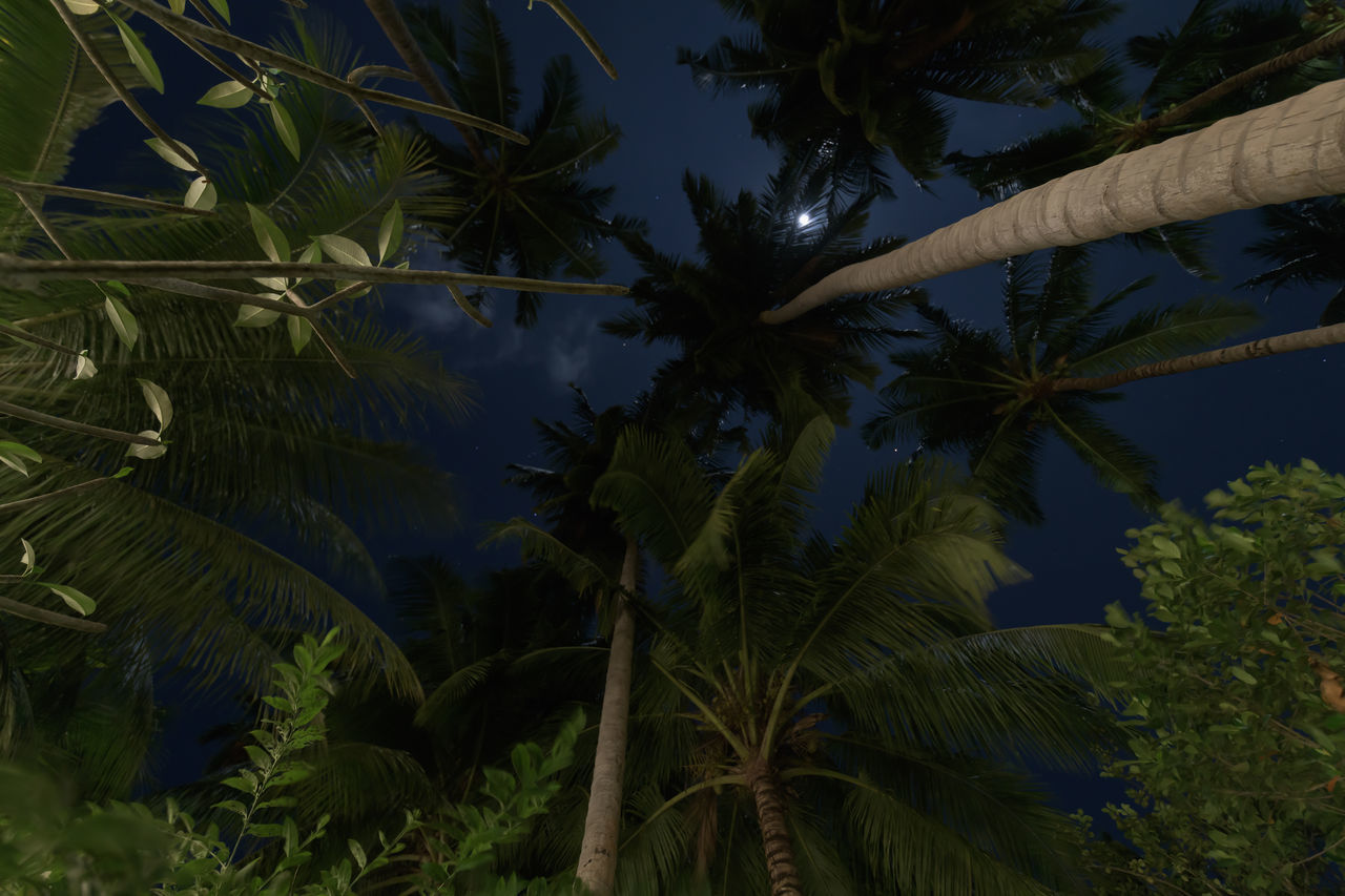 tree, plant, palm tree, tropics, tropical climate, jungle, leaf, nature, forest, growth, beauty in nature, rainforest, no people, sky, green, vegetation, natural environment, tranquility, land, environment, coconut palm tree, plant part, branch, tropical tree, outdoors, sunlight, scenics - nature, flower, palm leaf, low angle view