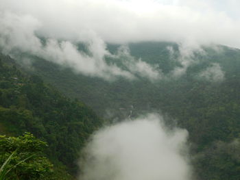 Scenic view of forest against sky