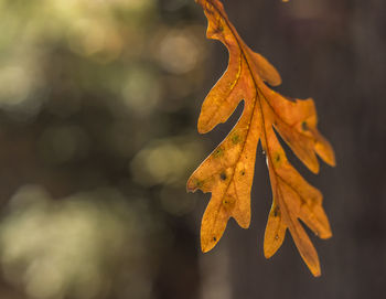 Close-up of leaves on plant