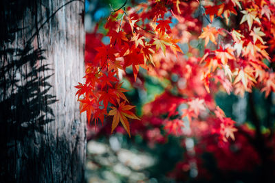 Close-up of orange maple tree during autumn