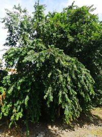 Low angle view of trees in forest against sky