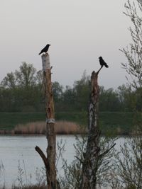 Bird flying over calm lake