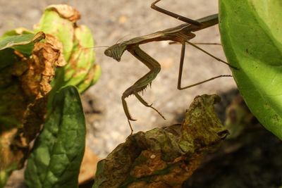 Close-up of insect on leaf