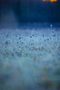 Autumn's frozen tapestry. enchanting meadow captured in ice in northern europe