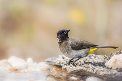 Close-up of bird perching on rock