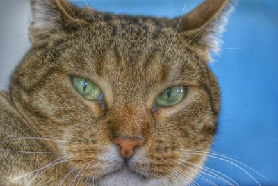 Close-up portrait of cat