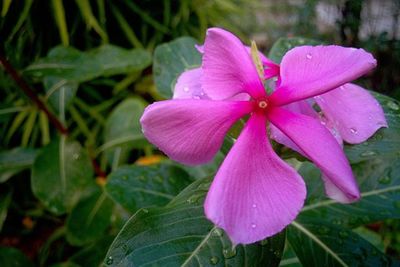 Close-up of pink flowers