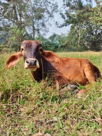 Cows in a field