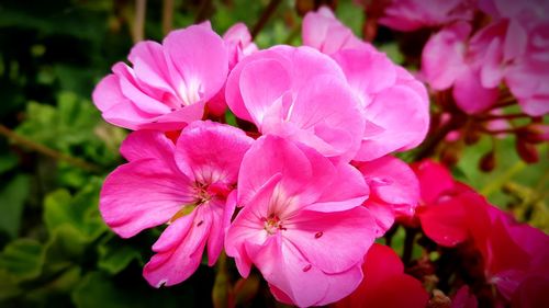 Close-up of pink flowers blooming outdoors