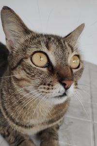 Close-up portrait of a cat looking away