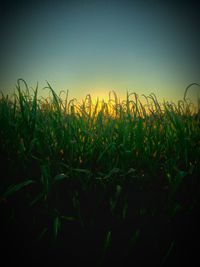 Plants growing on field