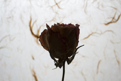 Close-up of plant against blurred background