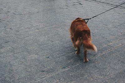High angle view of horse walking on street