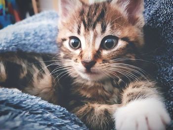 Close-up portrait of tabby kitten