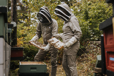 Beekeepers checking bee hive