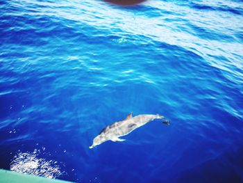 Close-up of fish swimming in sea