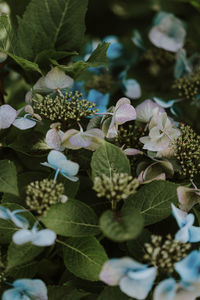 Close-up of purple flowering plant