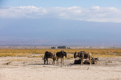 Horses grazing on field against sky