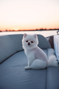 Portrait of white dog