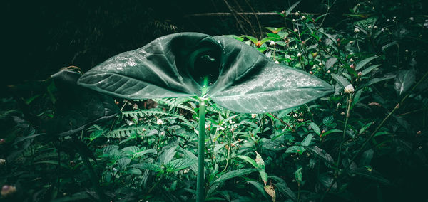 Close-up of green plant