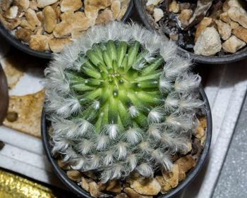 High angle view of succulent plant in container