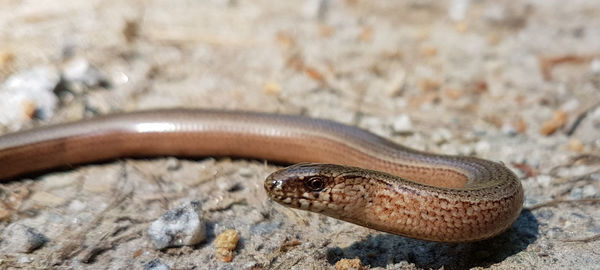 Close-up of lizard on rock