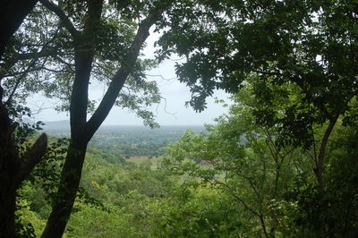 Scenic view of forest