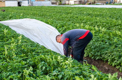 A farmer removes white spunbond agrofibre from a potato plantation. hardening of plants