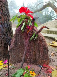 Close-up of wilted flower on tree trunk