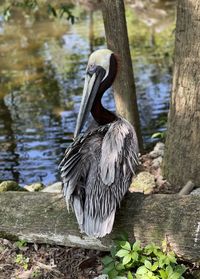 Close-up of pelican