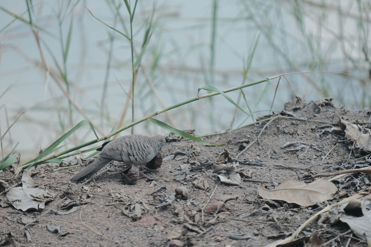 CLOSE-UP OF A LIZARD ON DRY LAND