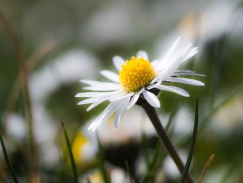 Close-up of white daisy flower