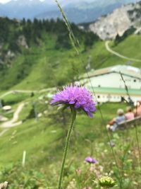 Close-up of flowers blooming on field