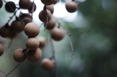 Close-up of fruits hanging on tree